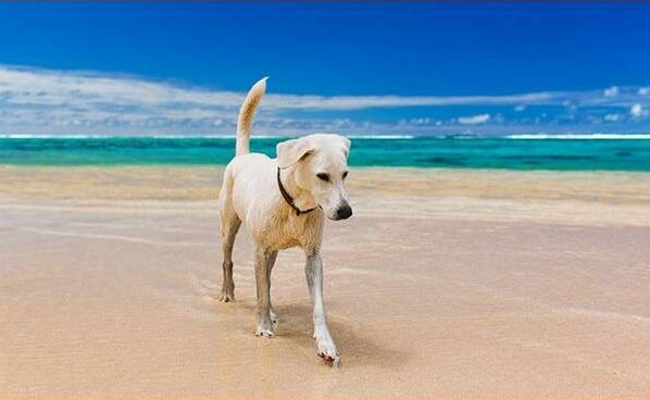 cane spiaggia