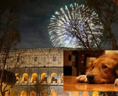 Botti cani capodanno