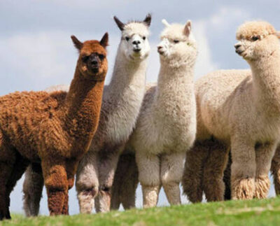 alpaca