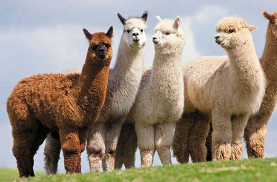 alpaca