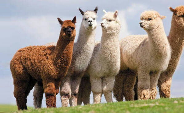 alpaca