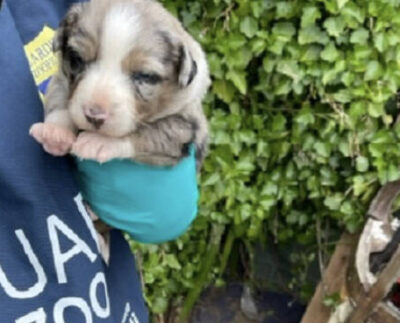 cuccioli di cane