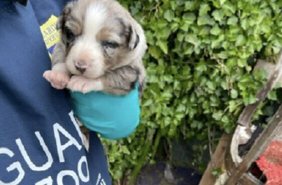 cuccioli di cane