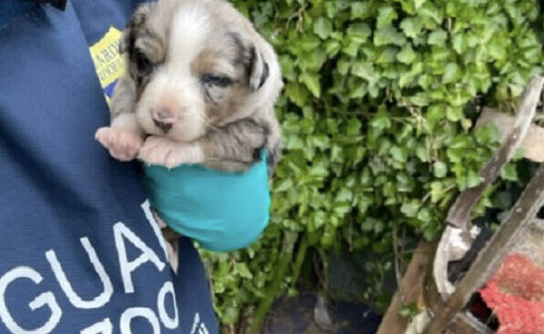 cuccioli di cane