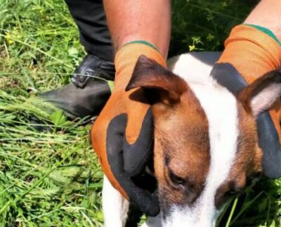 cagnolini salvati a bracciano