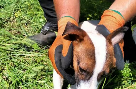 cagnolini salvati a bracciano