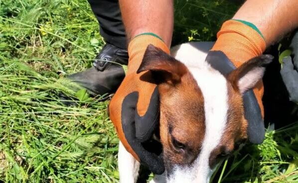 cagnolini salvati a bracciano