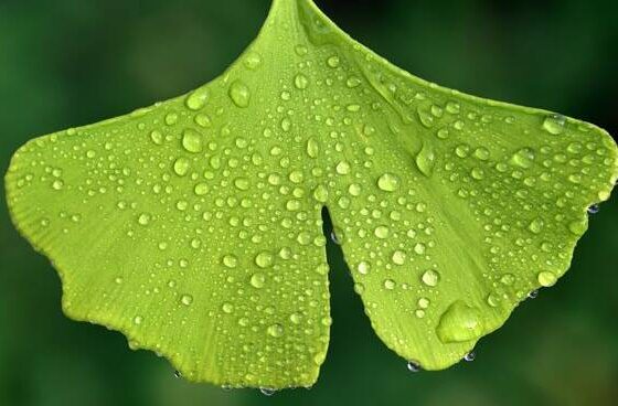 ginkgo biloba salute