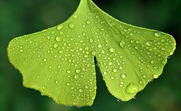 ginkgo biloba salute