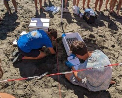 Nido tartarughe Caretta Caretta Latina