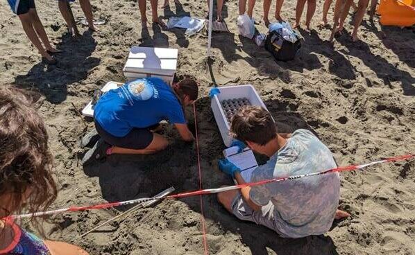 Nido tartarughe Caretta Caretta Latina