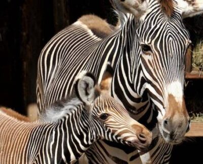 Zebra di Grevy