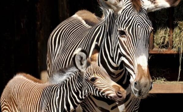 Zebra di Grevy