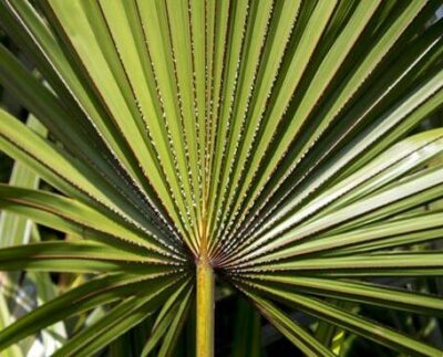 serenoa repens salute