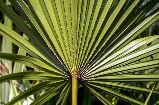 serenoa repens salute