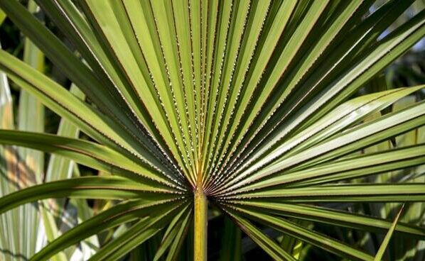 serenoa repens salute