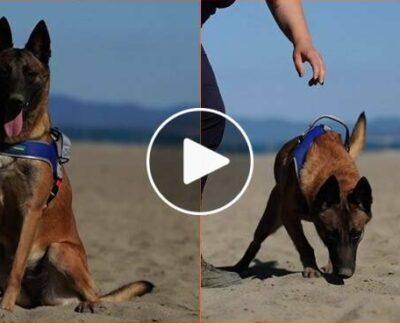 Sulle spiagge del Lazio arrivano i “Tarta-Dogs”, i cani cercatori i nidi di tartaruga marina