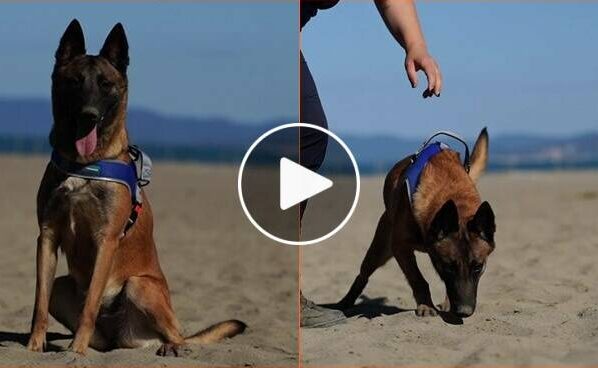 Sulle spiagge del Lazio arrivano i “Tarta-Dogs”, i cani cercatori i nidi di tartaruga marina