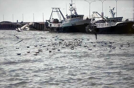 Linea Blu, puntata sulla marineria della pesca a Fiumicino