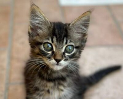 Gatto gettato in corsa da una macchina