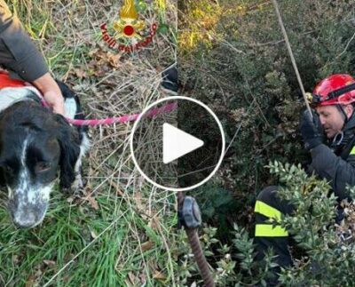 Cane da caccia cade in un pozzo di 16 metri: "Cesare" salvato dai Vigili del fuoco