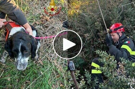 Cane da caccia cade in un pozzo di 16 metri: "Cesare" salvato dai Vigili del fuoco