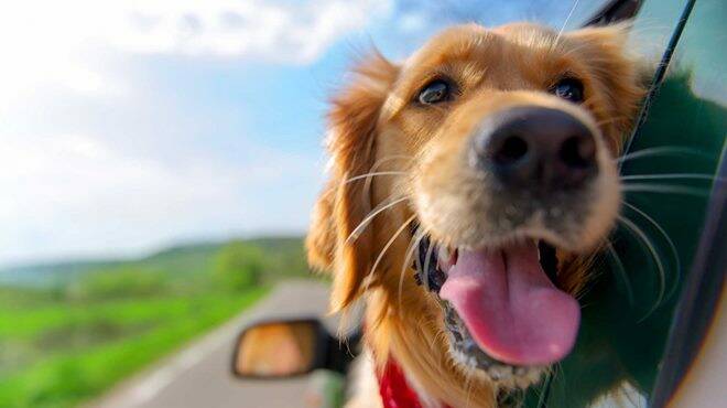 “Attento al cane”: al via la campagna per l’adozione consapevole degli animali d’affezione
