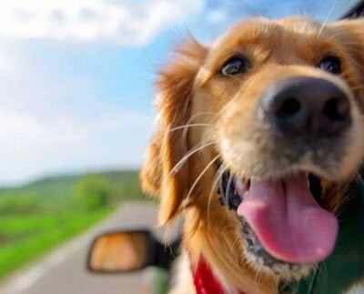 Vacanza con l’animale domestico: dalla preparazione al viaggio al soggiorno ai mari e monti con il pet