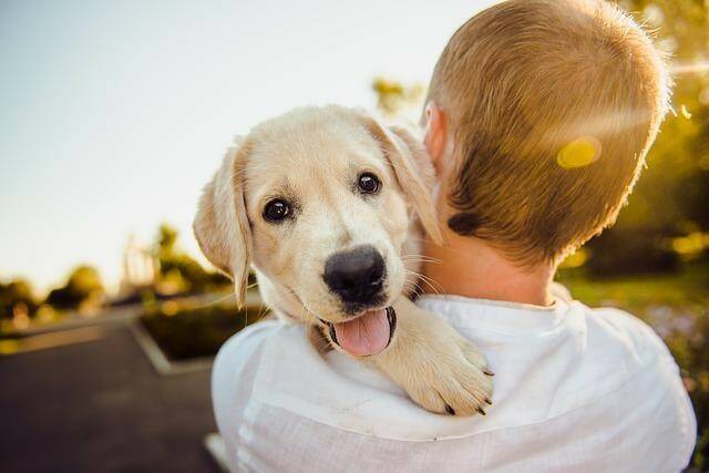 Come comunicano i cani? 4 segnali e alcuni consigli utili