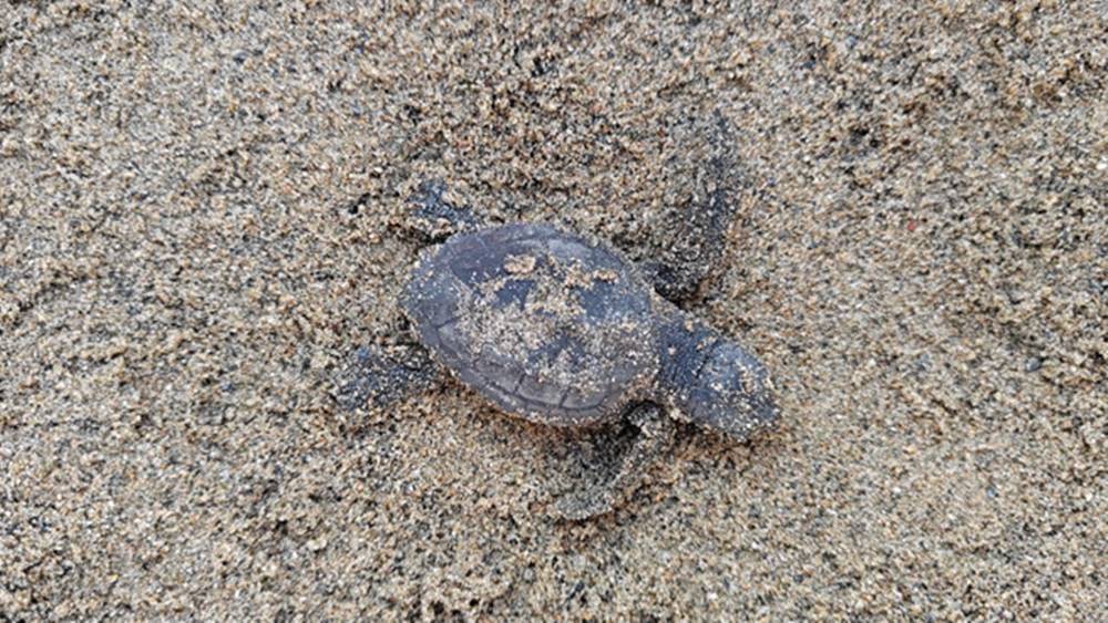 Sorpresa sul lungomare di Latina: nate 82 piccole tartarughe