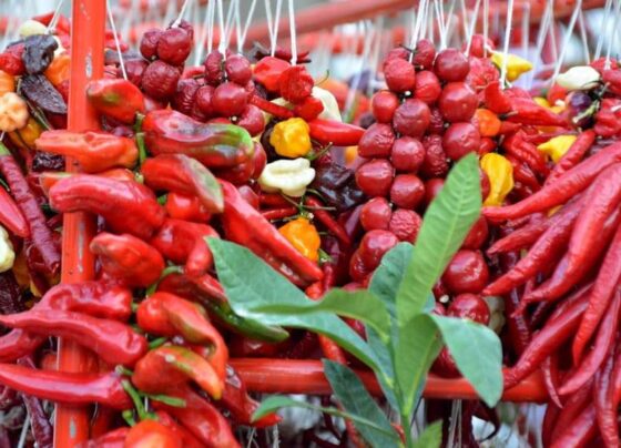 A Fiumicino "Peperoncino che Passione", l'evento per gli amanti dei sapori piccanti