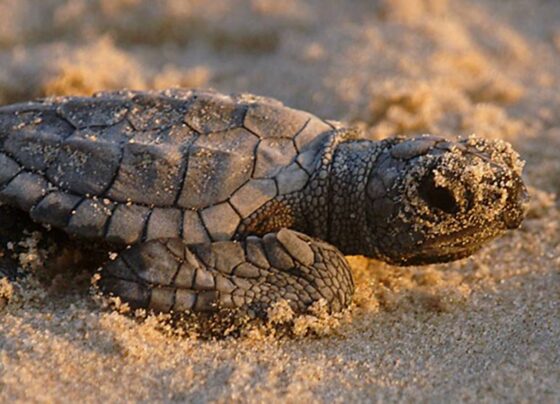 Le tartarughe marine scelgono le spiagge italiane: quanti sono i nidi nel Lazio