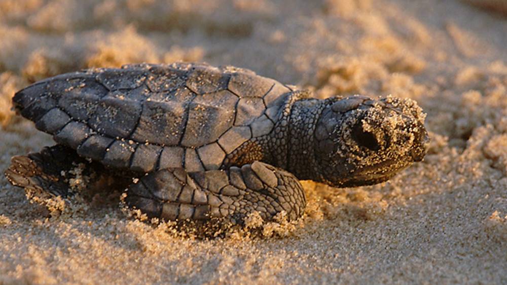 Le tartarughe marine scelgono le spiagge italiane: quanti sono i nidi nel Lazio