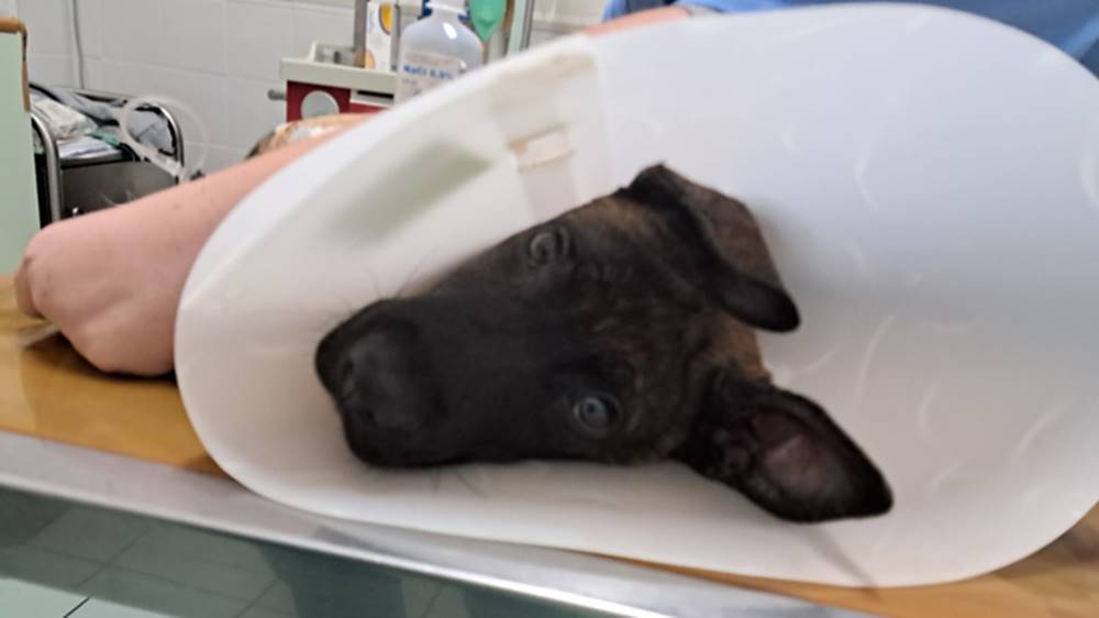 Ciccio, cucciolo di cane corso abbandonato in una clinica ad Ardea