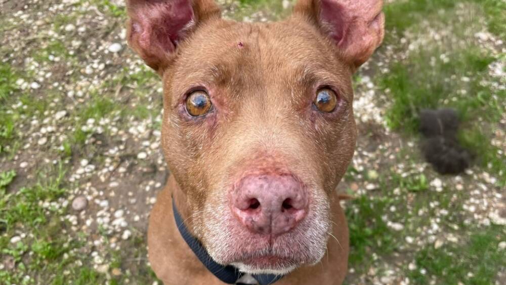 Roma, la cagnolina Mia viene restituita al padrone che l’ha picchiata: scoppia la polemica