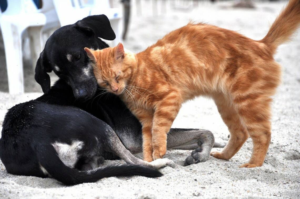 Raccolta di cibo per cani e gatti: a Torvaianica l’iniziativa dell’associazione “Ora Italia”