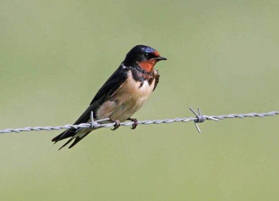 Come convivere con gli uccelli selvatici: parla l'esperto