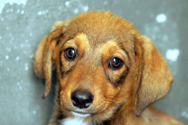 Il cane esprime emozioni: come riconoscere tristezza e felicità nel nostro amico a quattro zampe