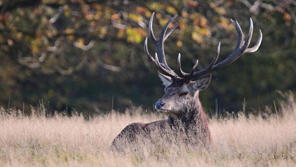 Lo spettacolo della natura: avvistati tre cervi per le strade di Focene